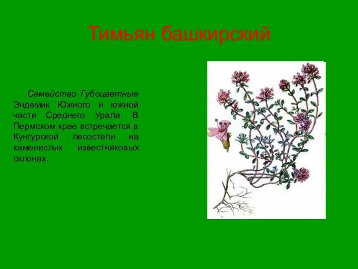 Тимьян башкирский Семейство Губоцветные Эндемик Южного и южной части Среднего Урала.
