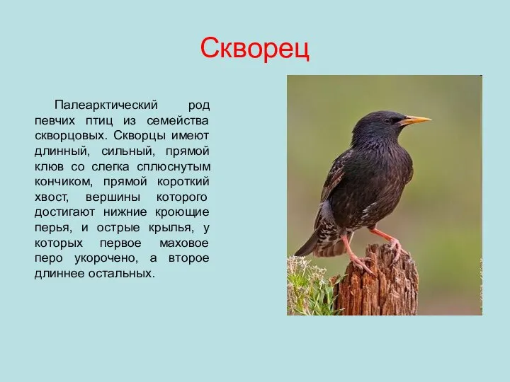 Скворец Палеарктический род певчих птиц из семейства скворцовых. Скворцы имеют длинный,
