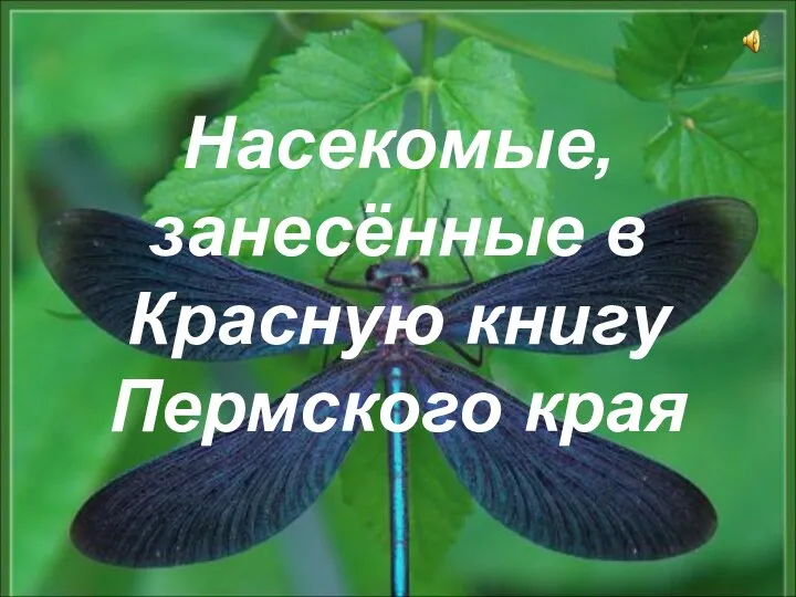 Насекомые, занесённые в Красную книгу Пермского края