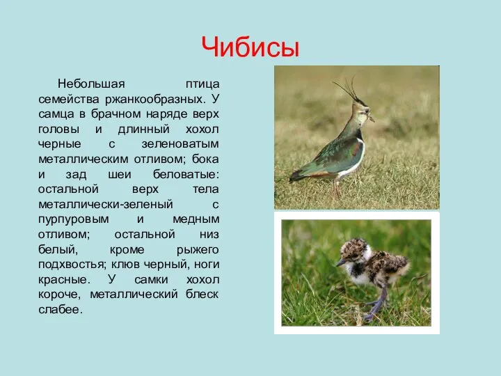 Чибисы Небольшая птица семейства ржанкообразных. У самца в брачном наряде верх