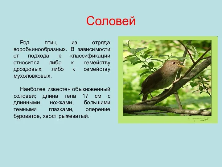 Соловей Род птиц из отряда воробьинообразных. В зависимости от подхода к