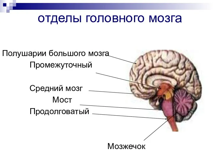 отделы головного мозга Полушарии большого мозга Промежуточный Средний мозг Мост Продолговатый Мозжечок