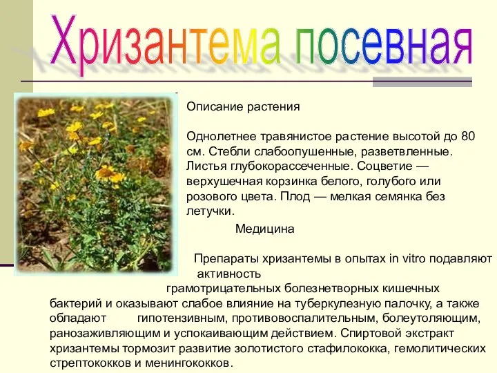 Хризантема посевная Описание растения Однолетнее травянистое растение высотой до 80 см.