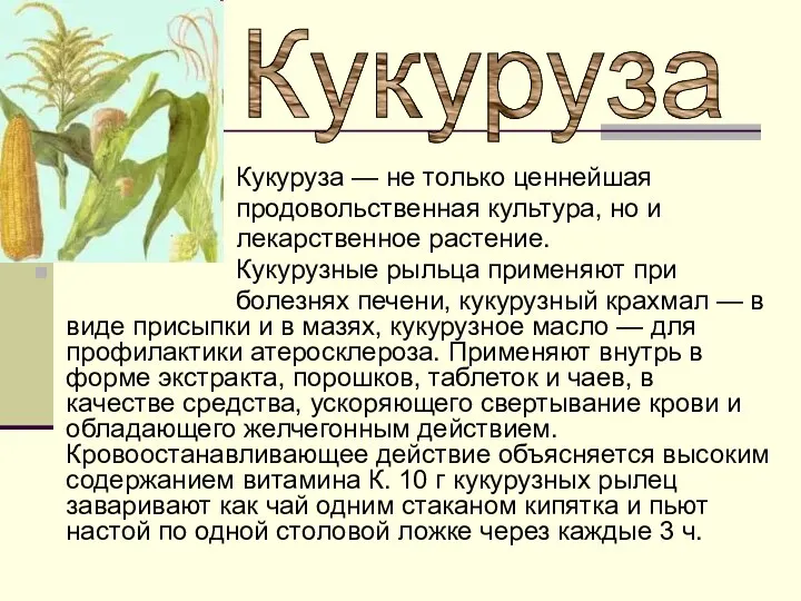 Кукуруза — не только ценнейшая продовольственная культура, но и лекарственное растение.