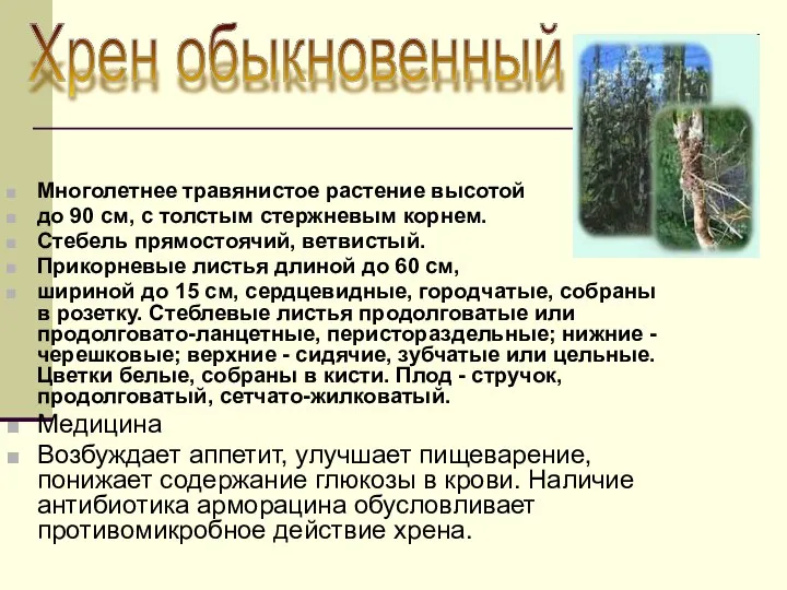 Многолетнее травянистое растение высотой до 90 см, с толстым стержневым корнем.