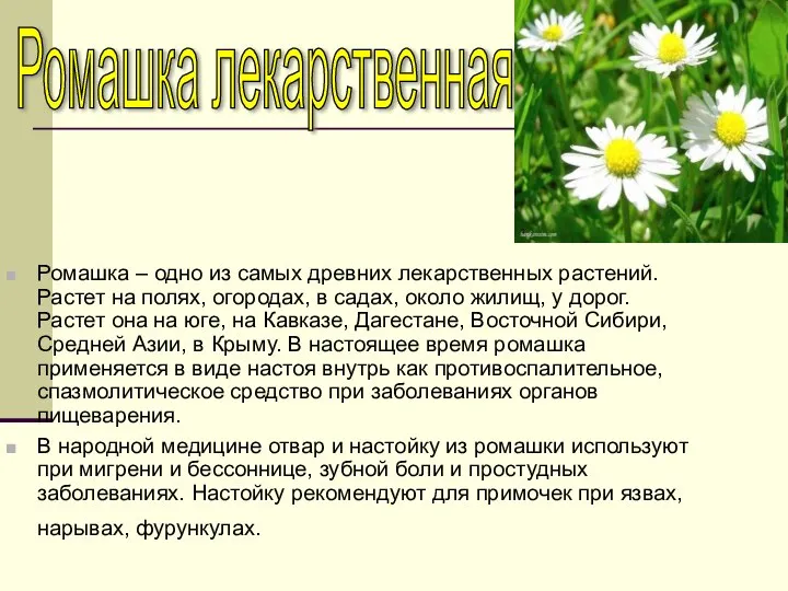 Ромашка лекарственная Ромашка – одно из самых древних лекарственных растений. Растет