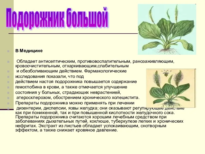 Подорожник большой В Медицине Обладает антисептическим, противовоспалительным, ранозаживляющим, кровоочистительным, отхаркивающим,слабительным и