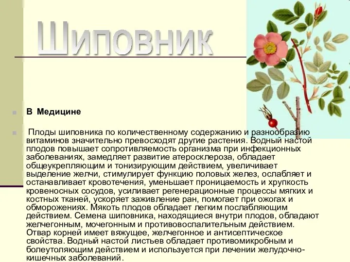 Шиповник В Медицине Плоды шиповника по количественному содержанию и разнообразию витаминов