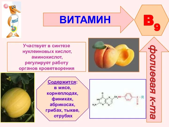 ВИТАМИН B9 фолиевая к-та Участвует в синтезе нуклеиновых кислот, аминокислот, регулирует