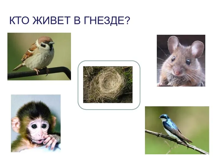 Кто живет в гнезде?