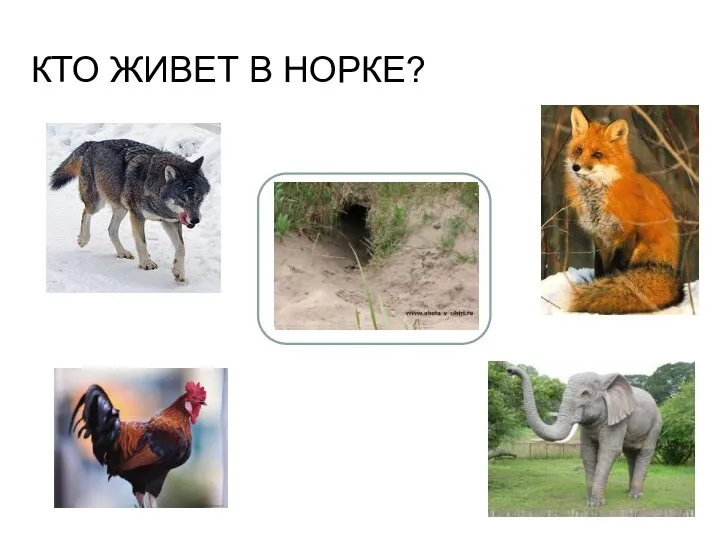 Кто живет в норке?