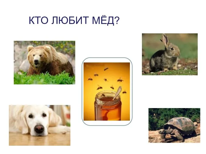 Кто любит мёд?