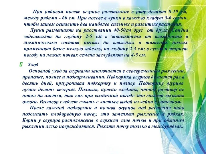 При рядовом посеве огурцов расстояние в ряду делают 8-10 см, между