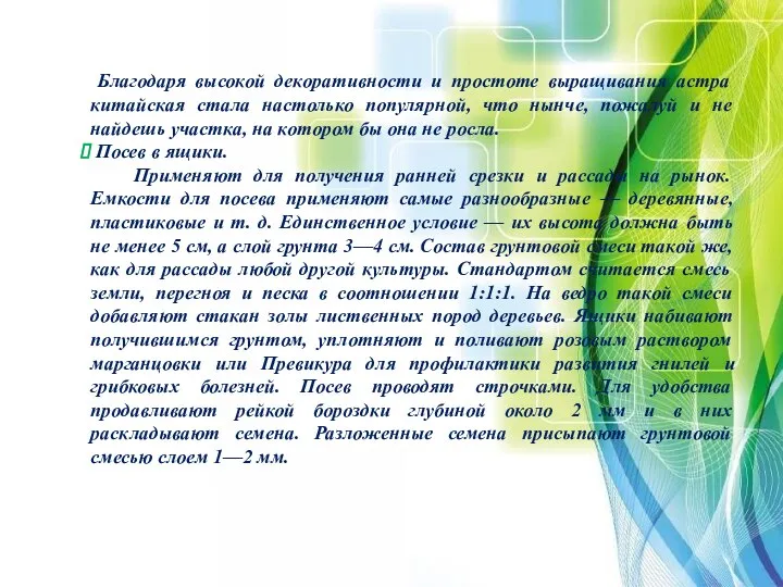 Благодаря высокой декоративности и простоте выращивания астра китайская стала настолько популярной,