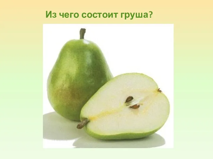 Из чего состоит груша?