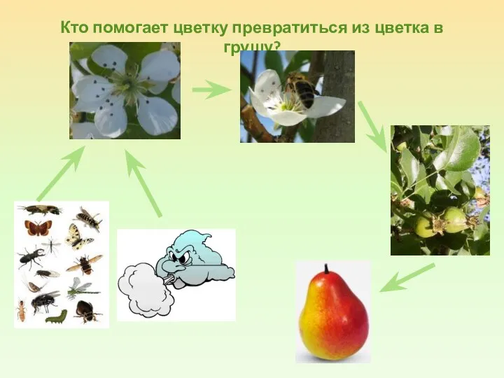 Кто помогает цветку превратиться из цветка в грушу?