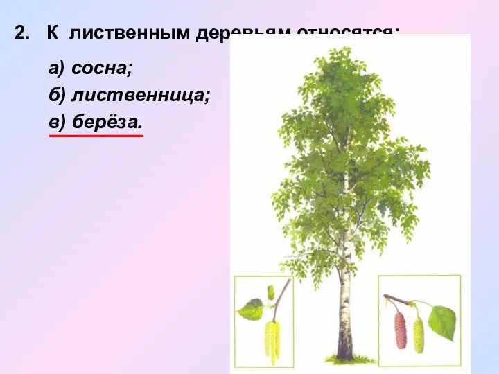 2. К лиственным деревьям относятся: а) сосна; б) лиственница; в) берёза.