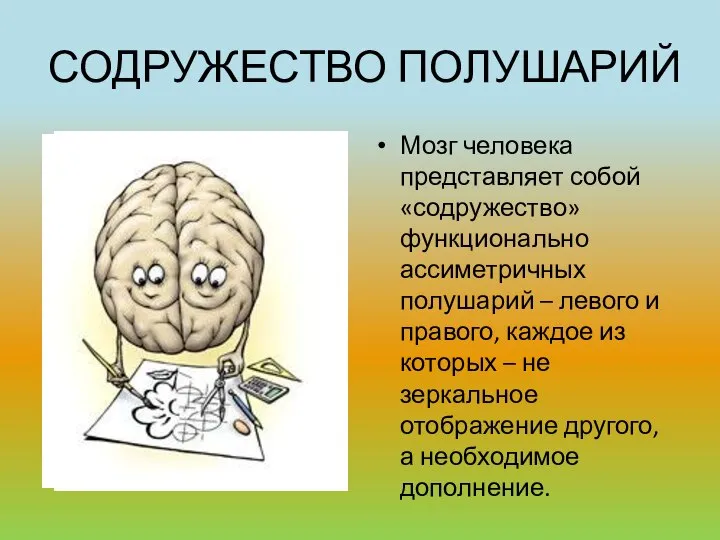 СОДРУЖЕСТВО ПОЛУШАРИЙ Мозг человека представляет собой «содружество» функционально ассиметричных полушарий –