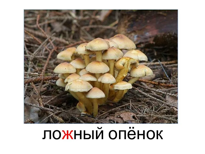 ложный опёнок