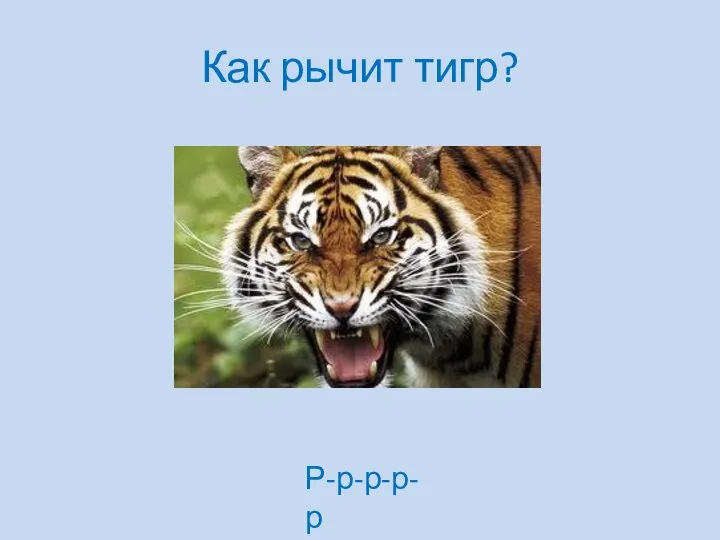 Как рычит тигр? Р-р-р-р-р