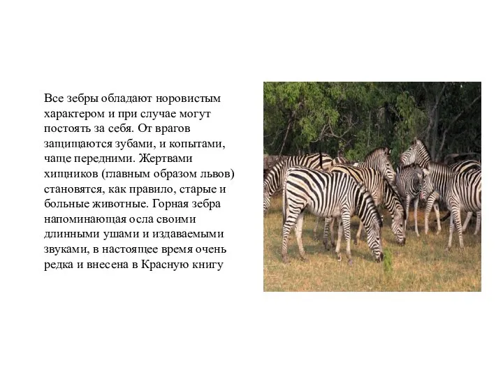 Все зебры обладают норовистым характером и при случае могут постоять за