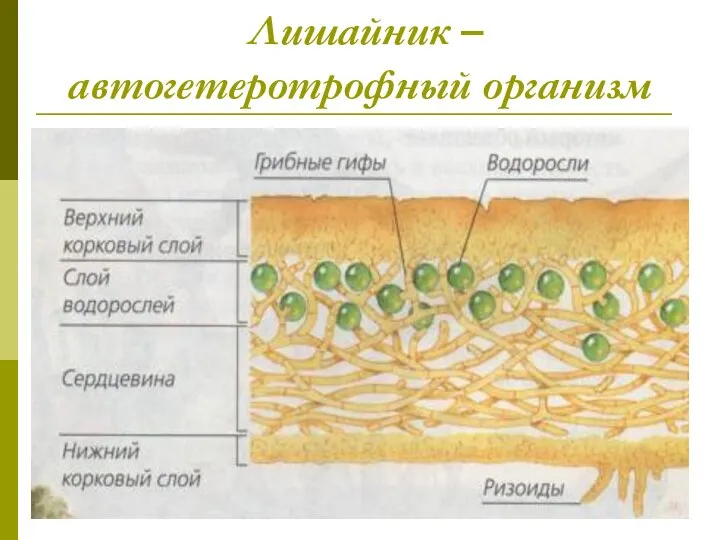 Лишайник – автогетеротрофный организм