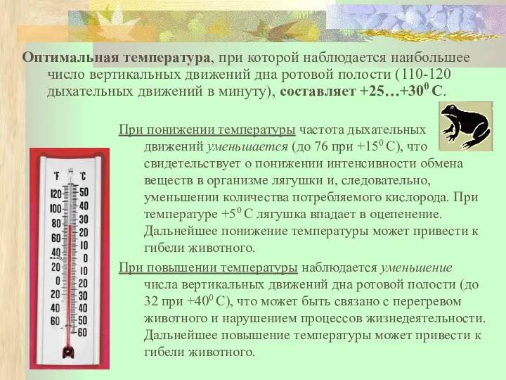 При понижении температуры частота дыхательных движений уменьшается (до 76 при +150