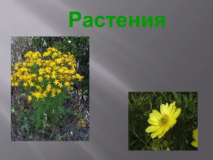 Растения