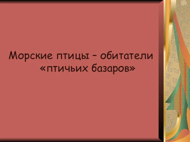 Морские птицы – обитатели «птичьих базаров»