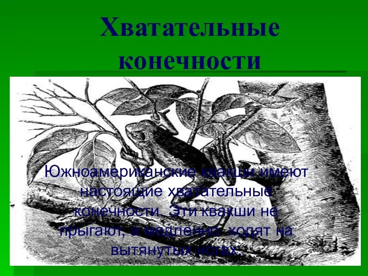 Хватательные конечности Южноамериканские квакши имеют настоящие хватательные конечности. Эти квакши не