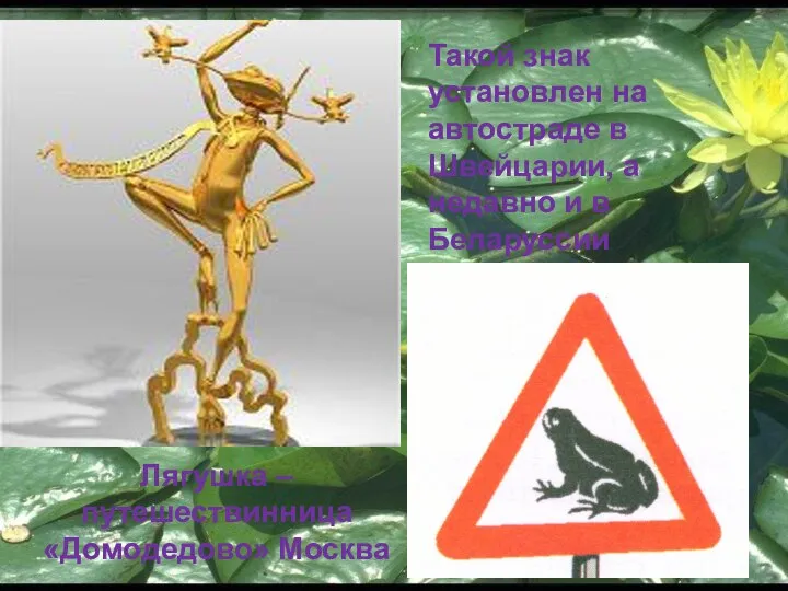 Лягушка – путешествинница «Домодедово» Москва Такой знак установлен на автостраде в
