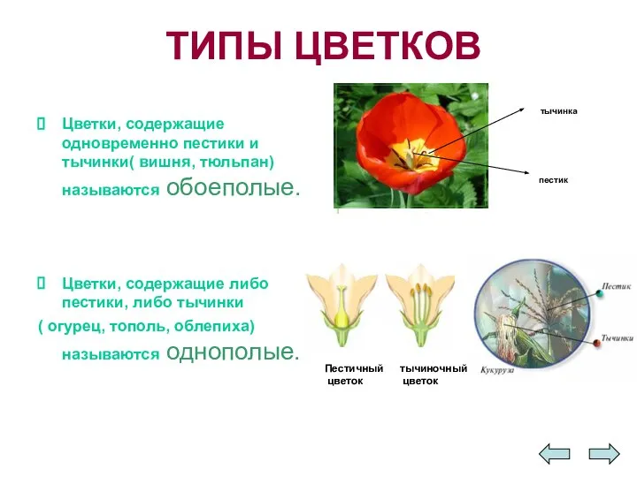 ТИПЫ ЦВЕТКОВ Цветки, содержащие одновременно пестики и тычинки( вишня, тюльпан) называются