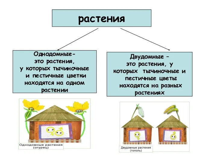 растения Однодомные- это растения, у которых тычиночные и пестичные цветки находятся