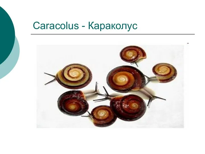 Caracolus - Караколус