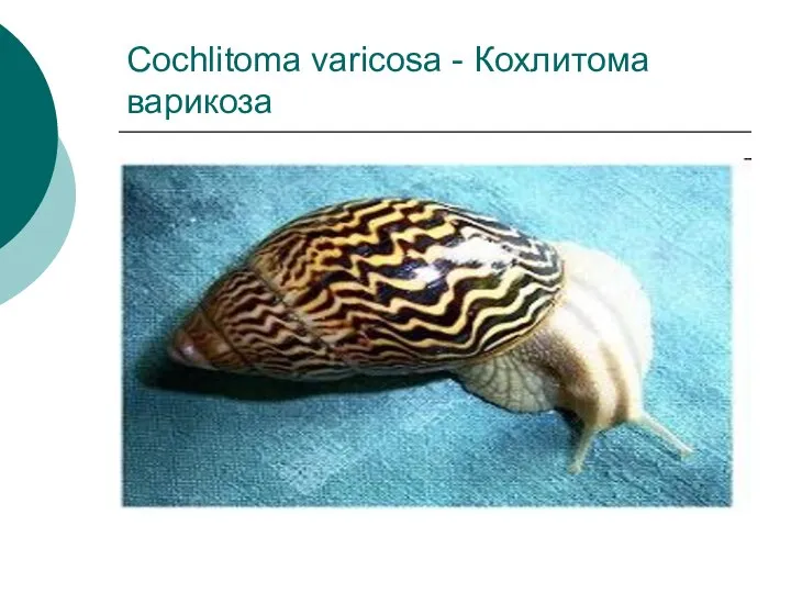 Cochlitoma varicosa - Кохлитома варикоза