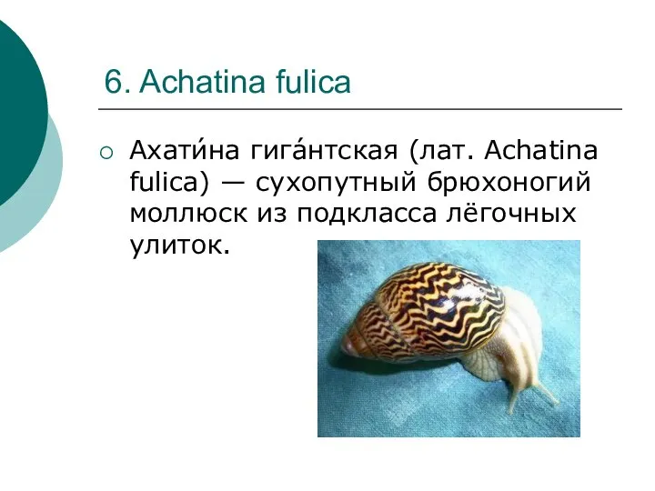 6. Achatina fulica Ахати́на гига́нтская (лат. Achatina fulica) — сухопутный брюхоногий моллюск из подкласса лёгочных улиток.