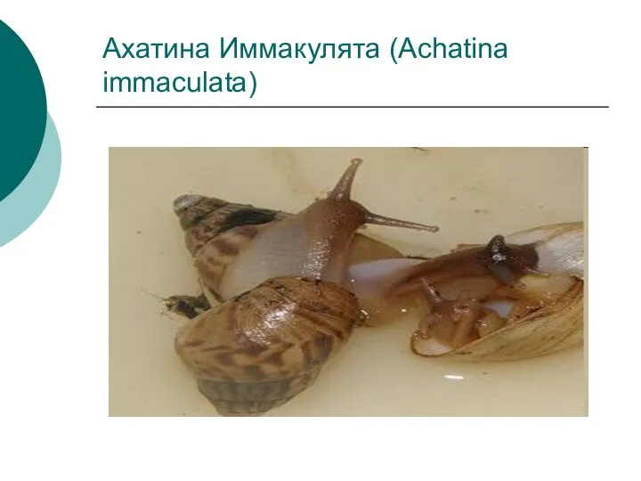 Ахатина Иммакулята (Achatina immaculata)