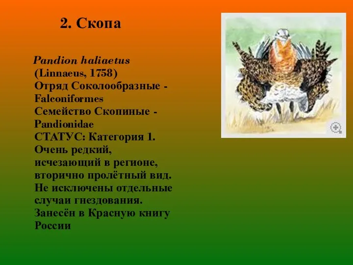 2. Скопа Pandion haliaetus (Linnaeus, 1758) Отряд Соколообразные - Falconiformes Семейство