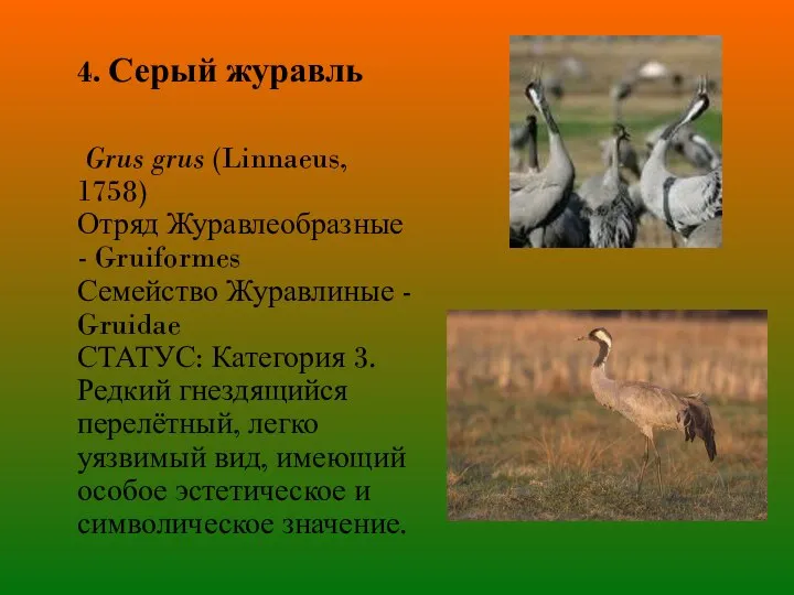 4. Серый журавль Grus grus (Linnaeus, 1758) Отряд Журавлеобразные - Gruiformes