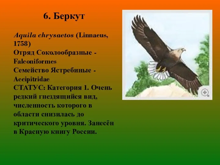 6. Беркут Aquila chrysaetos (Linnaeus, 1758) Отряд Соколообразные - Falconiformes Семейство