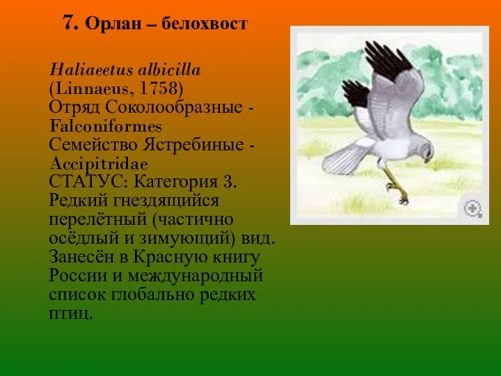 7. Орлан – белохвост Haliaeetus albicilla (Linnaeus, 1758) Отряд Соколообразные -