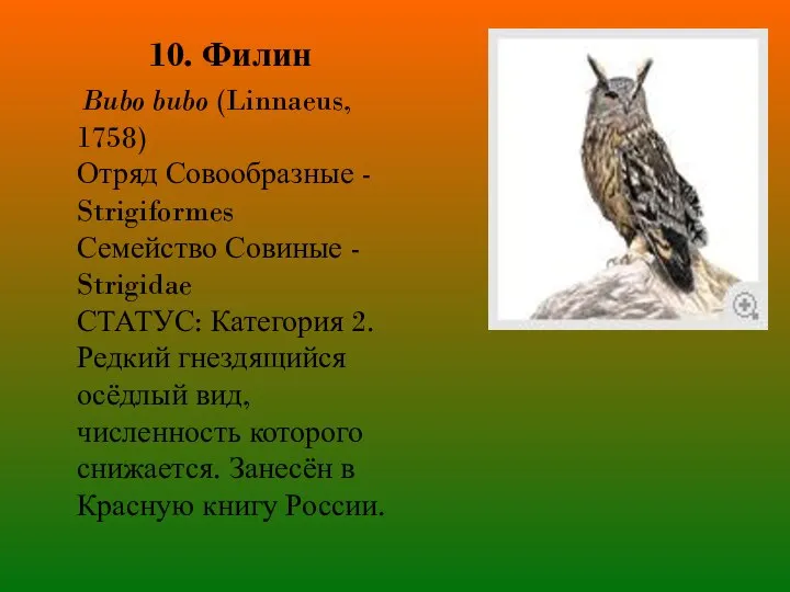 10. Филин Bubo bubo (Linnaeus, 1758) Отряд Совообразные - Strigiformes Семейство