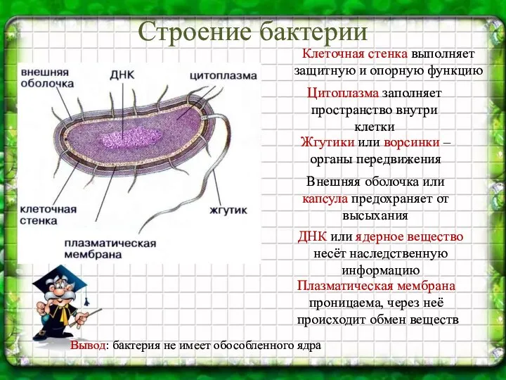 Строение бактерии Клеточная стенка выполняет защитную и опорную функцию Цитоплазма заполняет