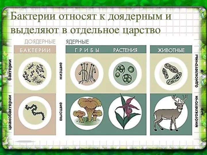 Бактерии относят к доядерным и выделяют в отдельное царство цианобактерии бактерии многоклеточные одноклеточные высшие низшие