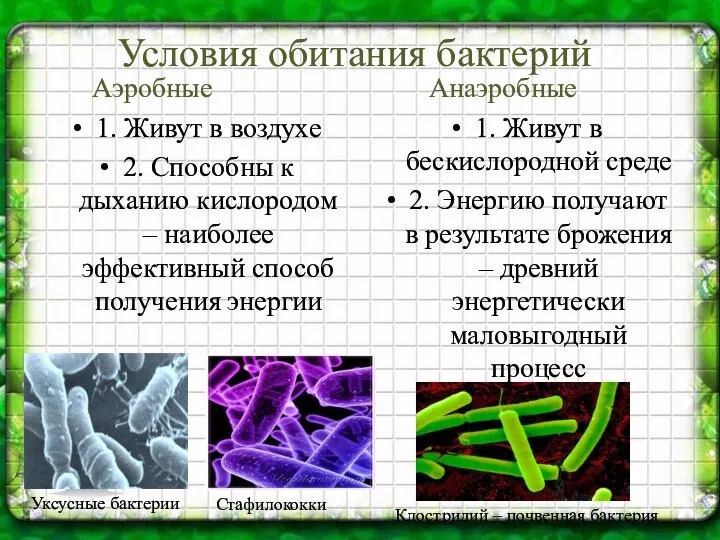 Условия обитания бактерий Аэробные 1. Живут в воздухе 2. Способны к
