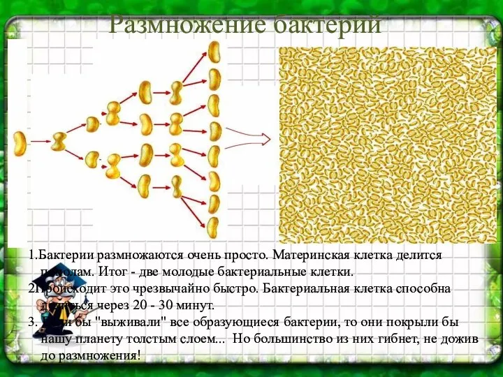 Размножение бактерий 1.Бактерии размножаются очень просто. Материнская клетка делится пополам. Итог