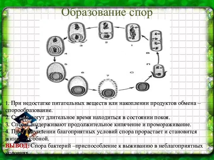 Образование спор 1. При недостатке питательных веществ или накоплении продуктов обмена