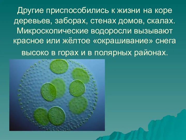 Другие приспособились к жизни на коре деревьев, заборах, стенах домов, скалах.