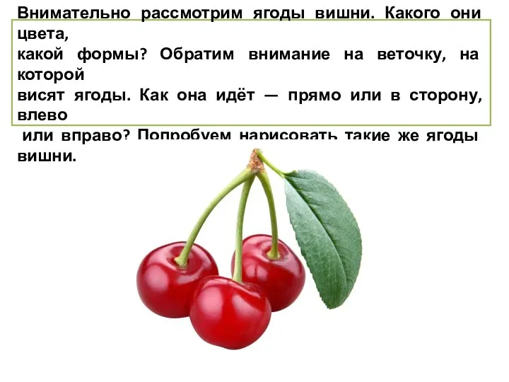 Вишня Внимательно рассмотрим ягоды вишни. Какого они цвета, какой формы? Обратим