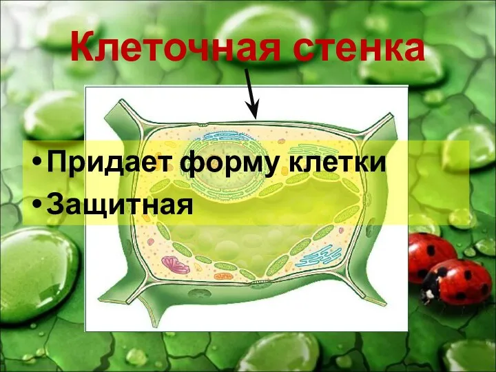 Клеточная стенка Придает форму клетки Защитная